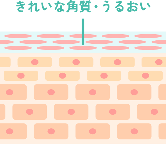きれいな角質・うるおい