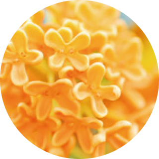 モクセイ花エキス