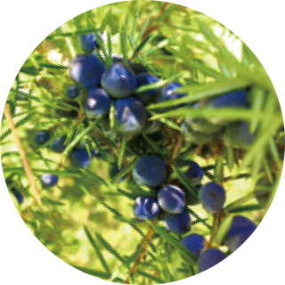 ジュニパーベリーエキス