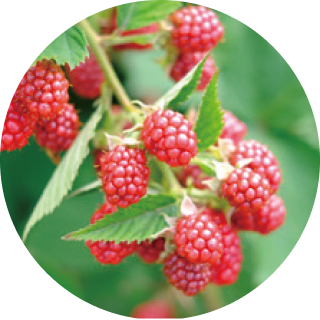 ラズベリーエキス