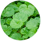 ツボクサエキスの画像