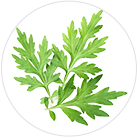 ドクダミエキスの画像