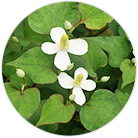 ヨモギエキスの画像