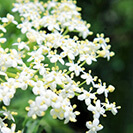 セイヨウニワトコ花エキス（抗炎症）