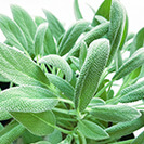 セージ葉エキス（抗炎症）