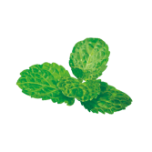 セイヨウハッカ葉エキス