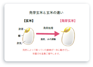 発芽玄米と玄米の違い