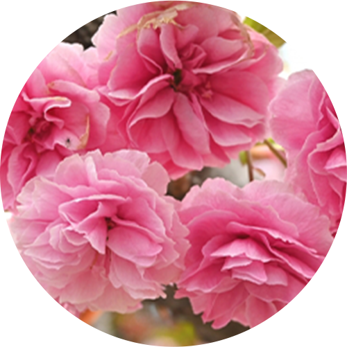 サトザクラ花エキス