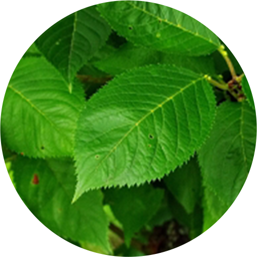 ソメイヨシノ葉エキス