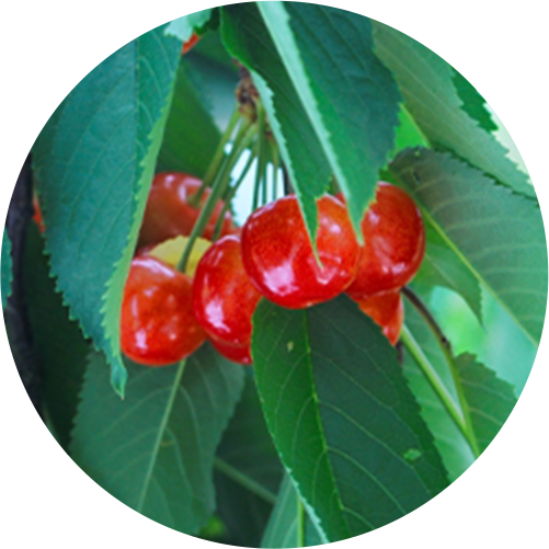 さくらんぼエキス（セイヨウミザクラ果実エキス）