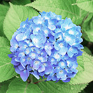 アジサイ葉エキス（保湿）