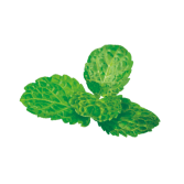 セイヨウハッカ葉エキス