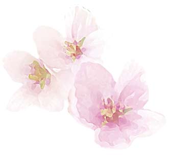 サクラウララの香り