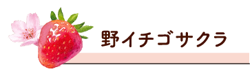 野イチゴサクラ